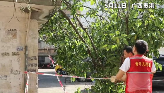社區(qū)樹木倒塌成“攔路虎”，消防、社區(qū)、志愿者聯(lián)合行動除隱患