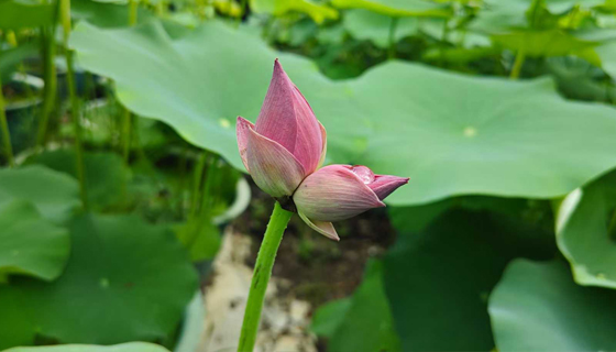 并蒂蓮現(xiàn)身貴港！聽說看到的人都會(huì)好運(yùn)連連？速來沾喜氣！